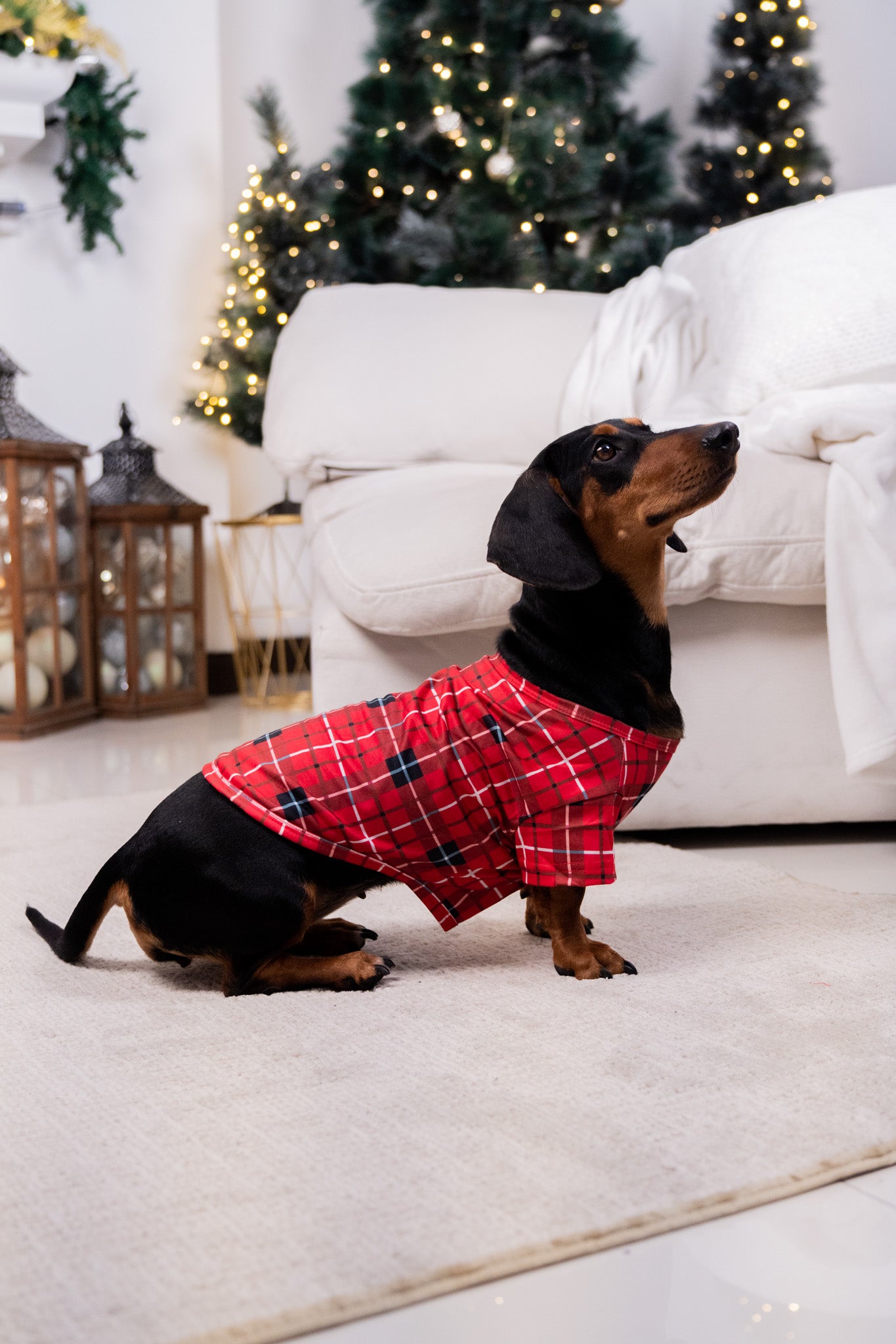 Red Plaid Dog Xmas