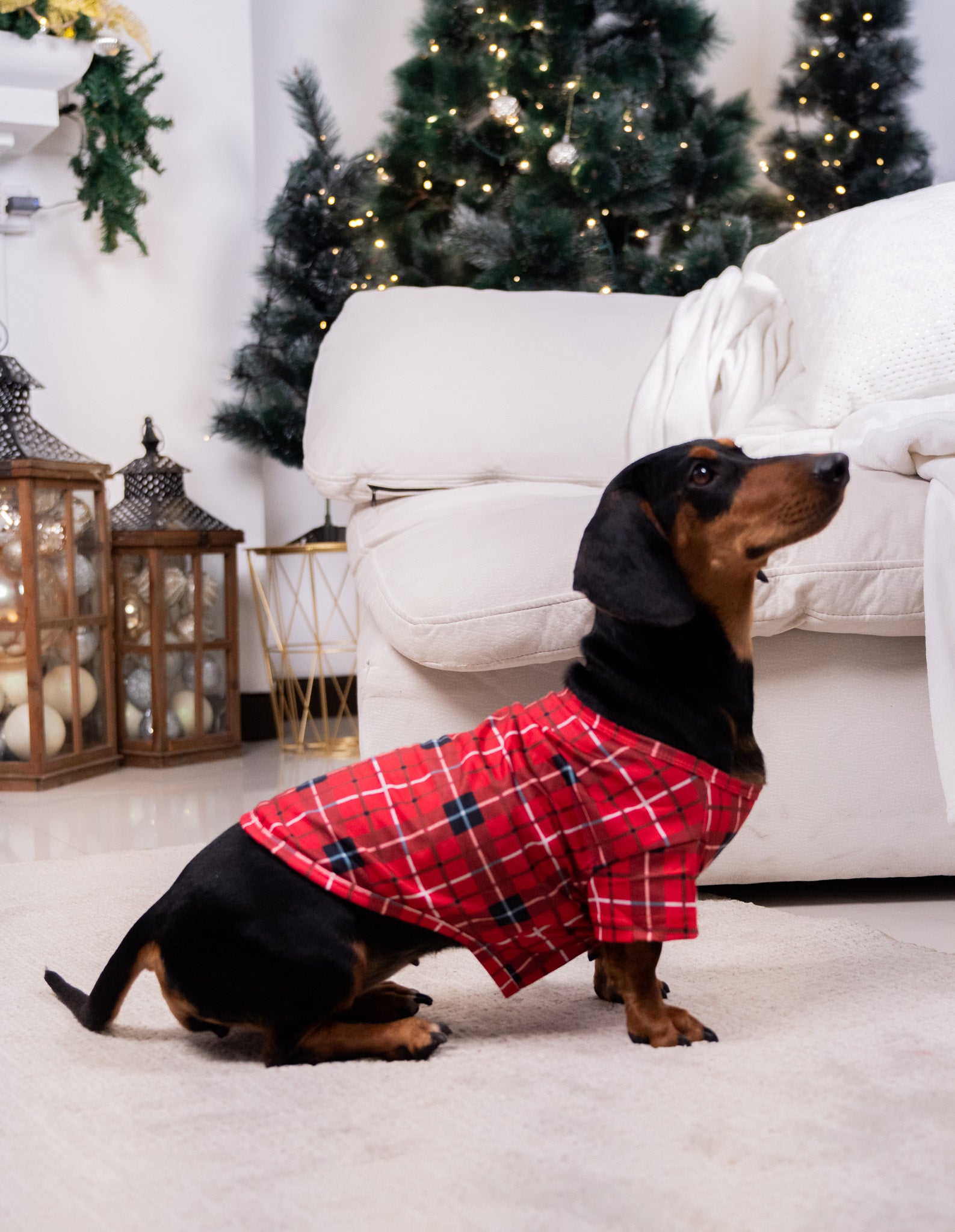 Red Plaid Dog Xmas